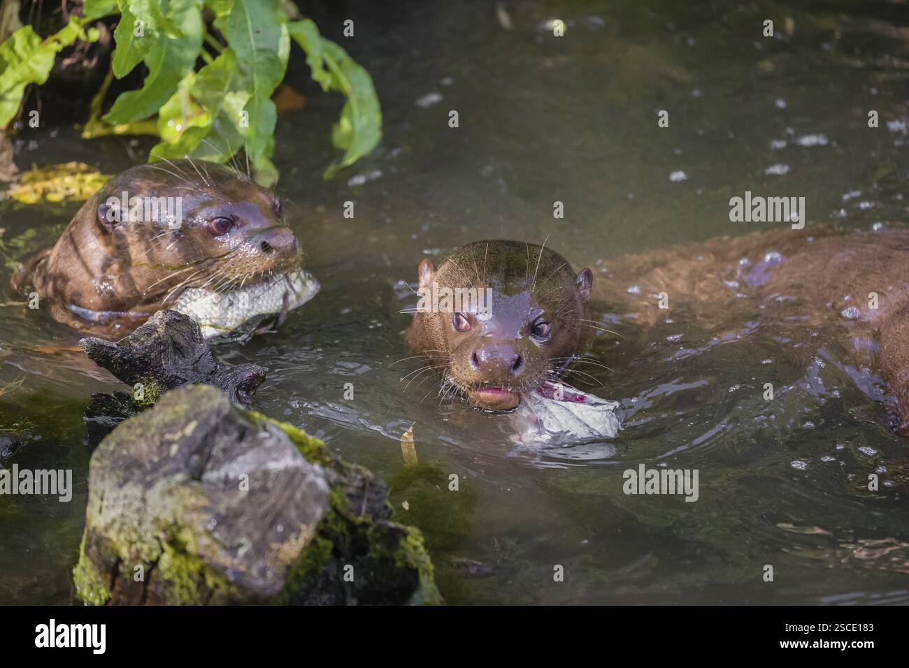 Due lontre giganti o lontre giganti di fiume (Pteronura brasiliensis) mangiano pesce gatto nelle acque poco profonde di un piccolo fiume Foto Stock
