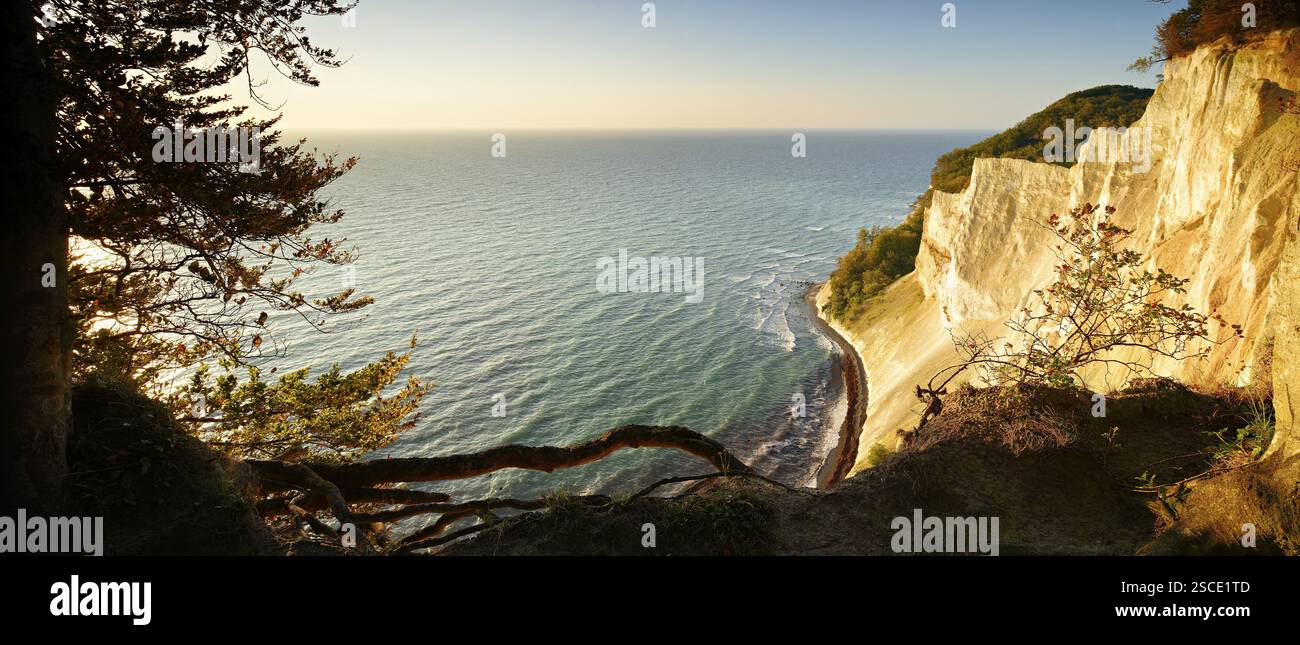 Panorama, vista delle scogliere di gesso di Mons Klint sul Mar Baltico in autunno alla luce del mattino, Isola di Mon, Danimarca, Europa Foto Stock Panorama, vista delle scogliere di gesso di Mons Klint sul Mar Baltico in autunno alla luce del mattino, Isola di Mon, Danimarca, Europa Foto Stock