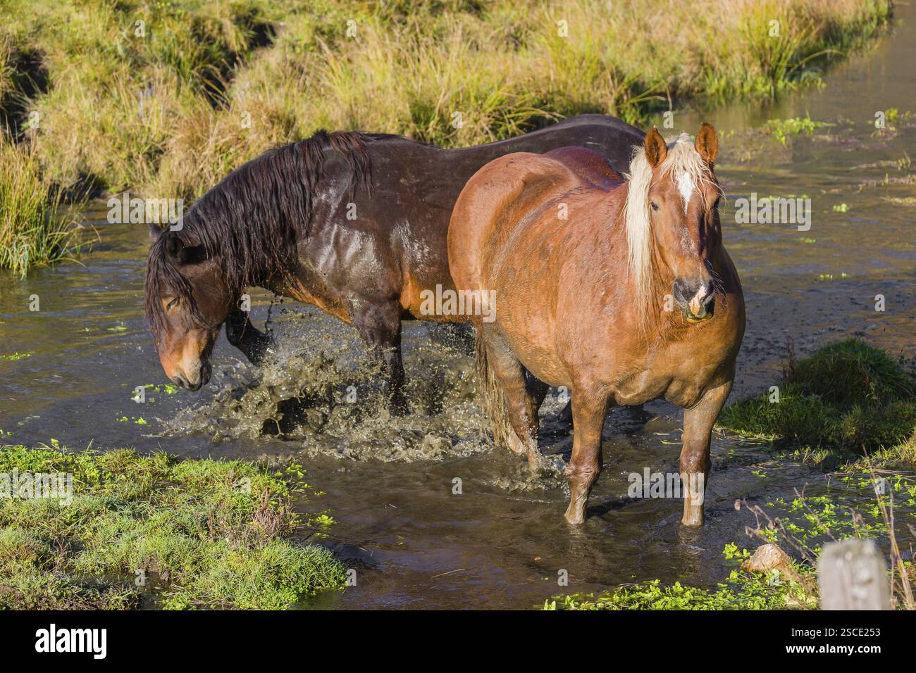 Due cavalli pesanti di razza mista si stagliano nell'acqua di un piccolo stagno e si godono la vita in una giornata d'autunno soleggiata Foto Stock