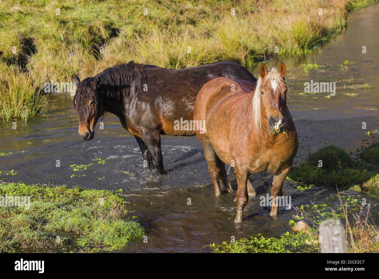 Due cavalli pesanti di razza mista si stagliano nell'acqua di un piccolo stagno e si godono la vita in una giornata d'autunno soleggiata Foto Stock