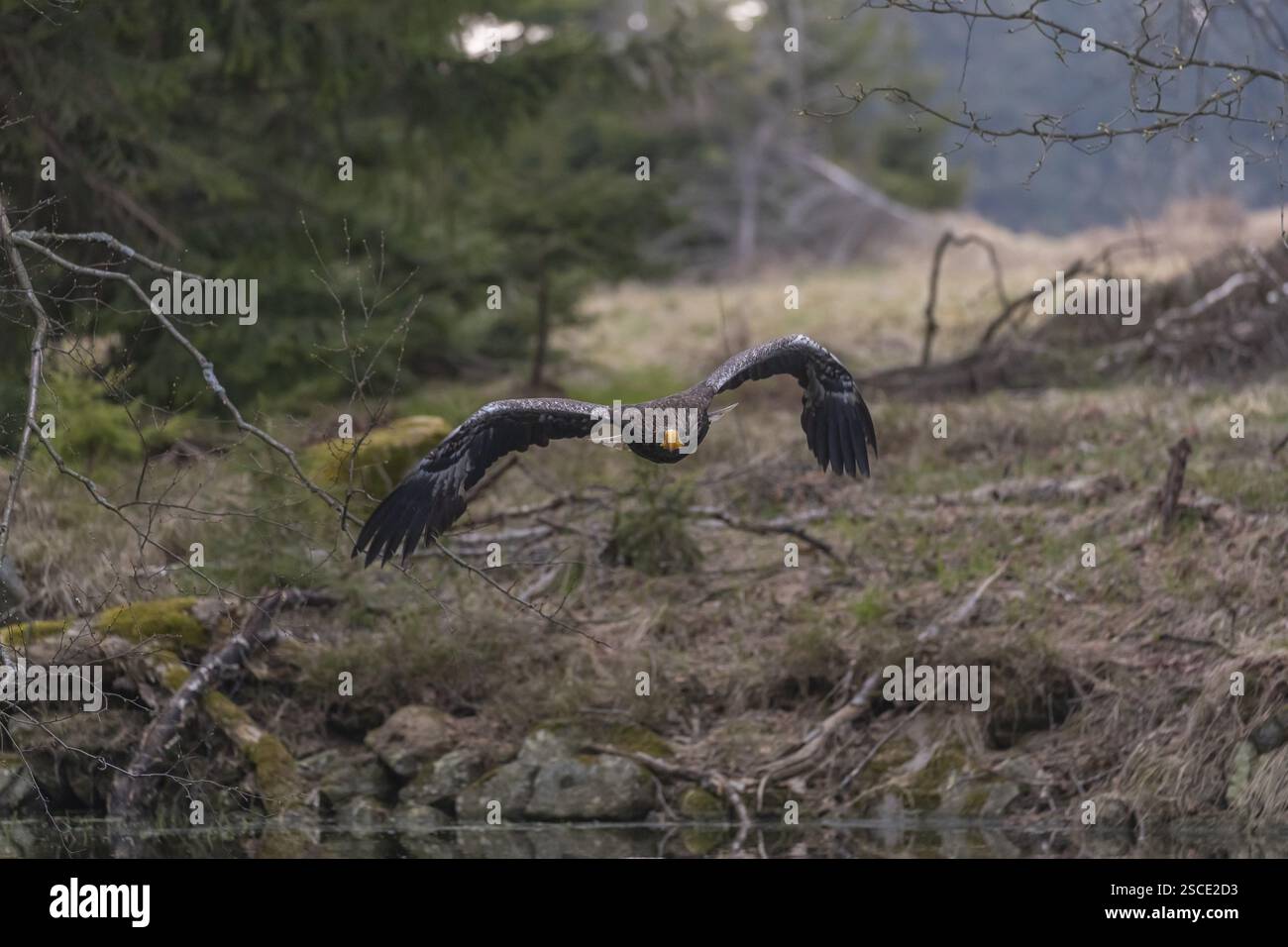 Un'aquila di mare di Steller (Haliaeetus pelagicus) che vola sopra un lago. Una foresta sullo sfondo. Condizione controllata Foto Stock