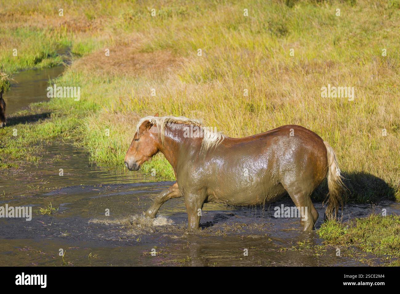 Un cavallo pesante di razza mista sorge nell'acqua di un piccolo stagno e gode della sua vita in una giornata di sole d'autunno Foto Stock