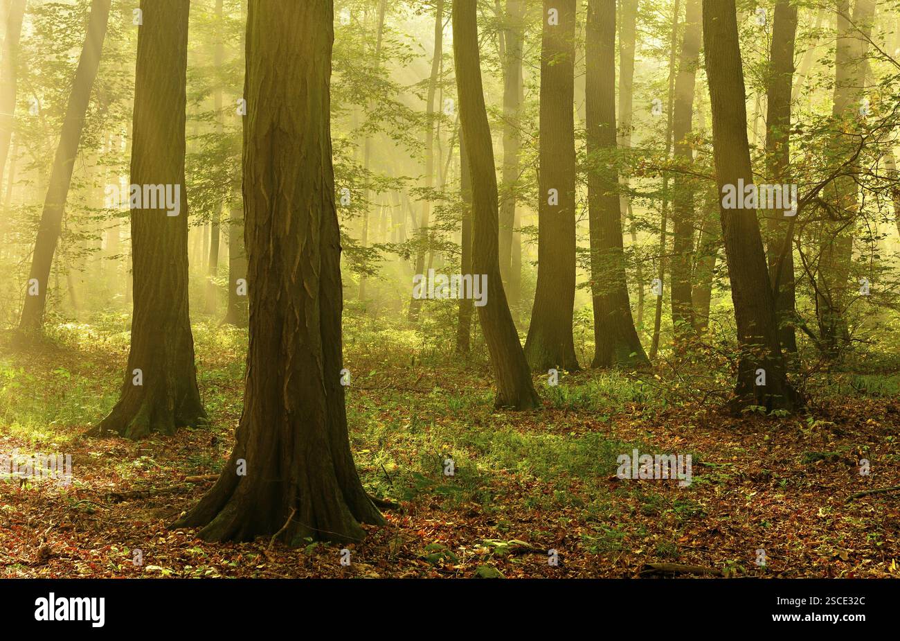 Atmosfera mattutina nella foresta decidua, raggi di sole infrangono la nebbia mattutina, Friburgo (Unstrut), Sassonia-Anhalt, Germania, Europa Foto Stock