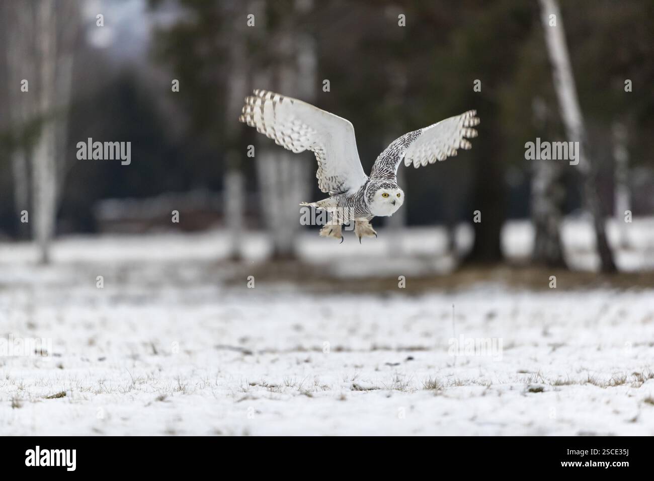 Un gufo innevato, il bubo scandiacus, il bubo scandiaca, il Nyctea scandiaca, sorvolando un prato innevato con una foresta di betulle sullo sfondo Foto Stock