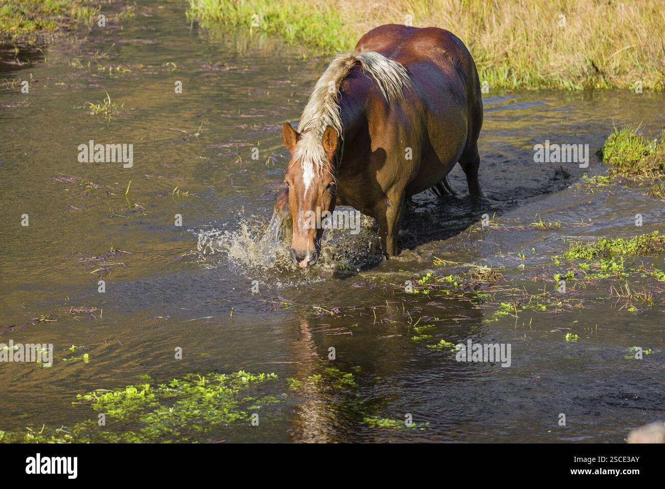 Un cavallo pesante di razza mista sorge nell'acqua di un piccolo stagno e gode della sua vita in una giornata di sole d'autunno Foto Stock