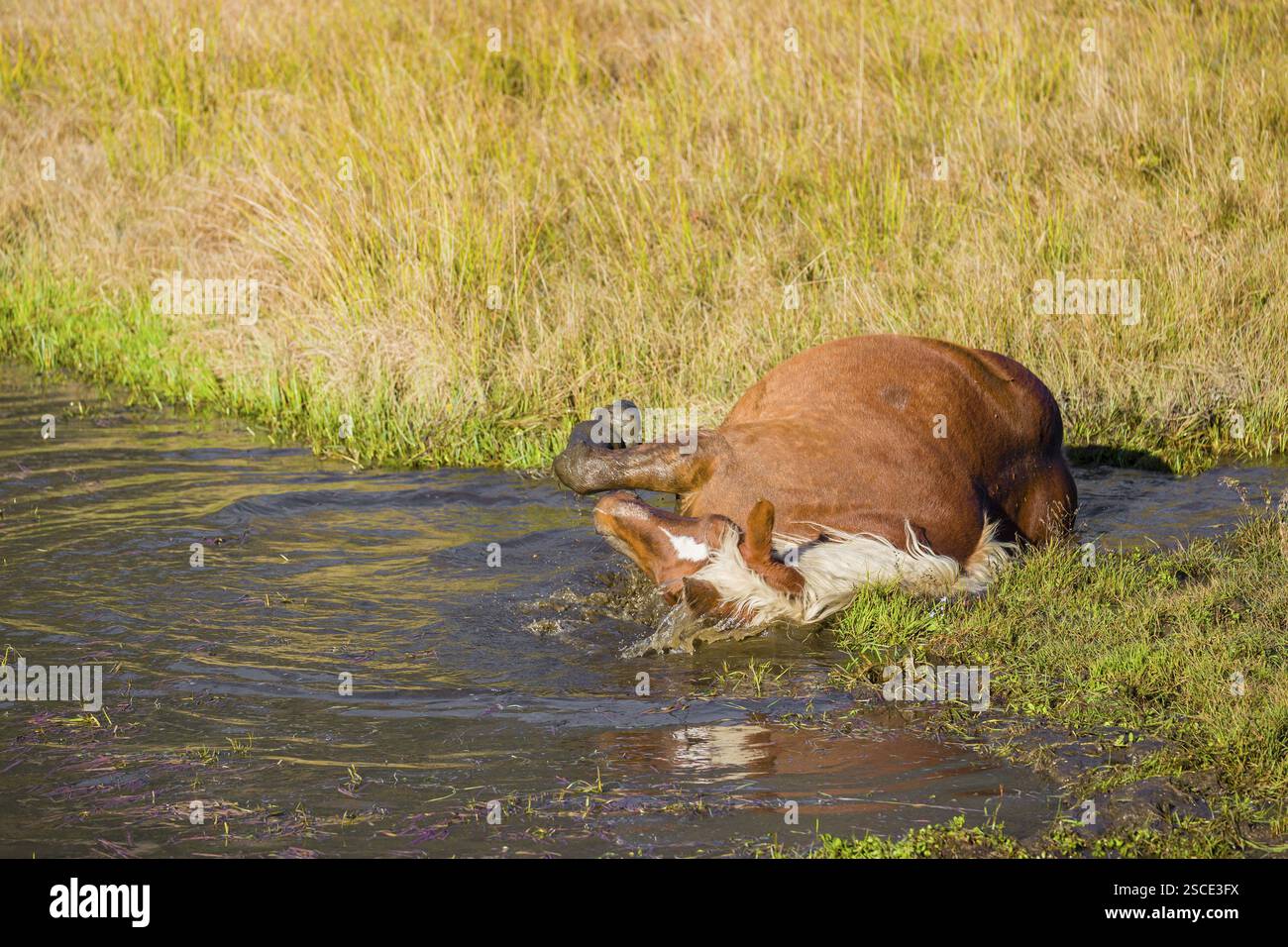 Un cavallo pesante di razza mista sorge nell'acqua di un piccolo stagno e gode della sua vita in una giornata di sole d'autunno Foto Stock