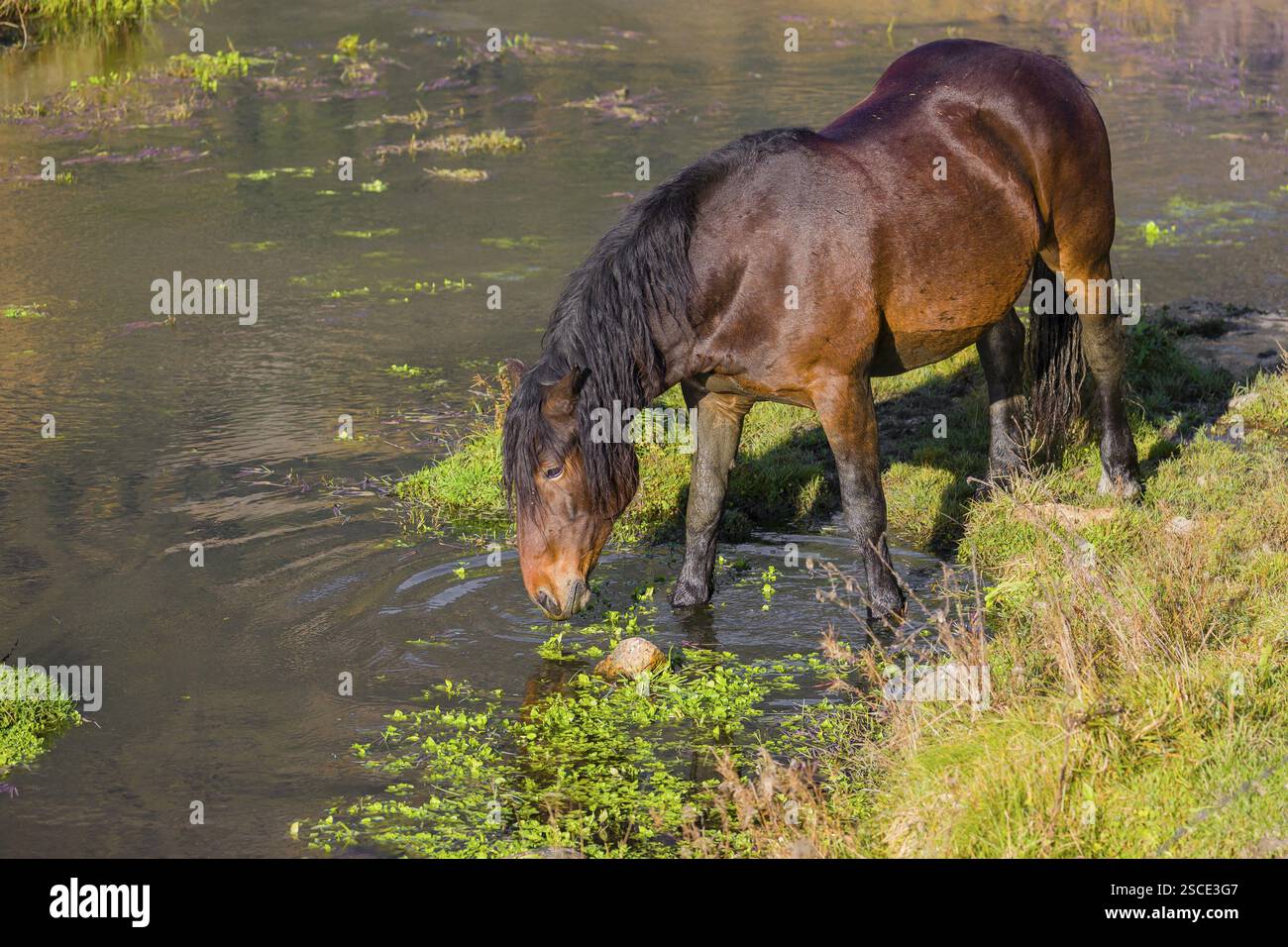 Un cavallo pesante di razza mista sorge nell'acqua di un piccolo stagno e gode della sua vita in una giornata di sole d'autunno Foto Stock