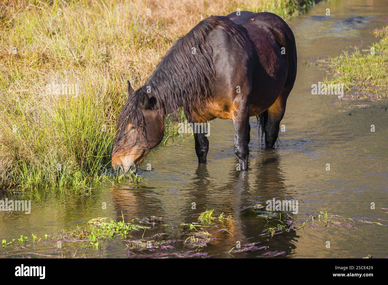 Un cavallo pesante di razza mista sorge nell'acqua di un piccolo stagno e gode della sua vita in una giornata di sole d'autunno Foto Stock