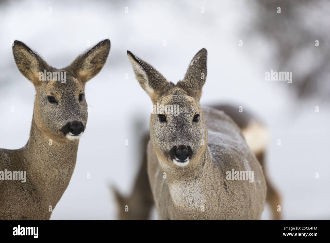 Ritratto del cervo con sfondo neutro Foto Stock