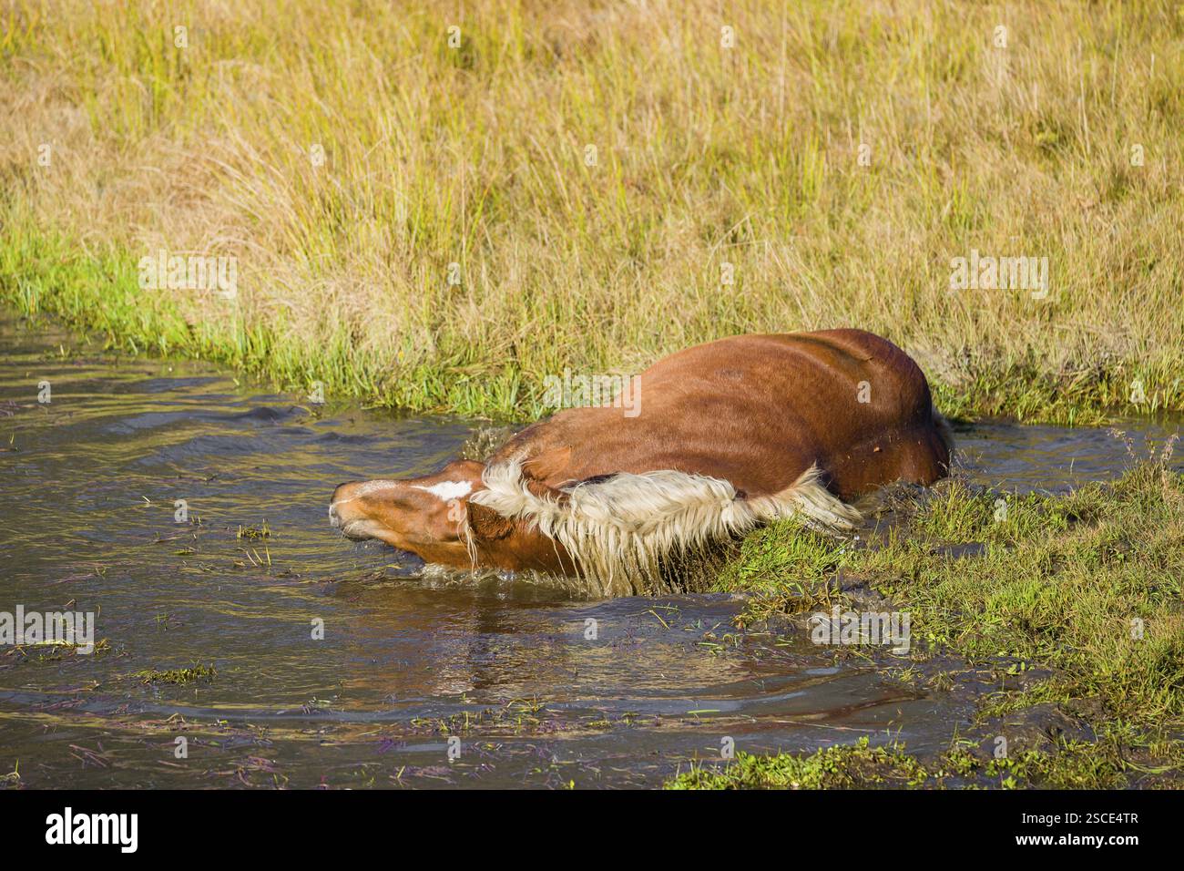 Un cavallo pesante di razza mista sorge nell'acqua di un piccolo stagno e gode della sua vita in una giornata di sole d'autunno Foto Stock