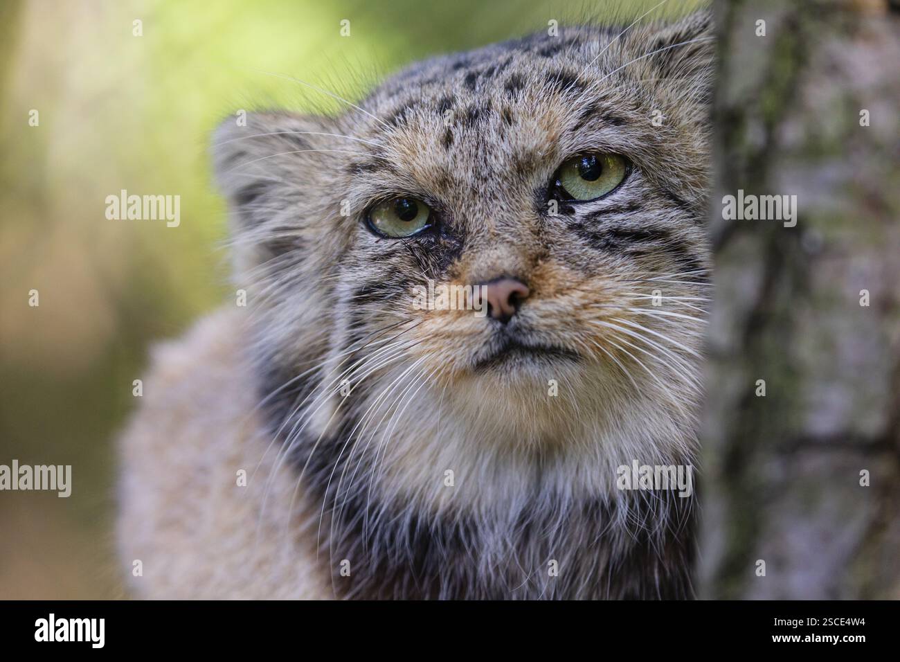 Ritratto di un gatto di Pallade (Otocolobus manul) o manul. Le specie che rientrano nella lista rossa della IUCN sono meno interessate dal 2020 Foto Stock