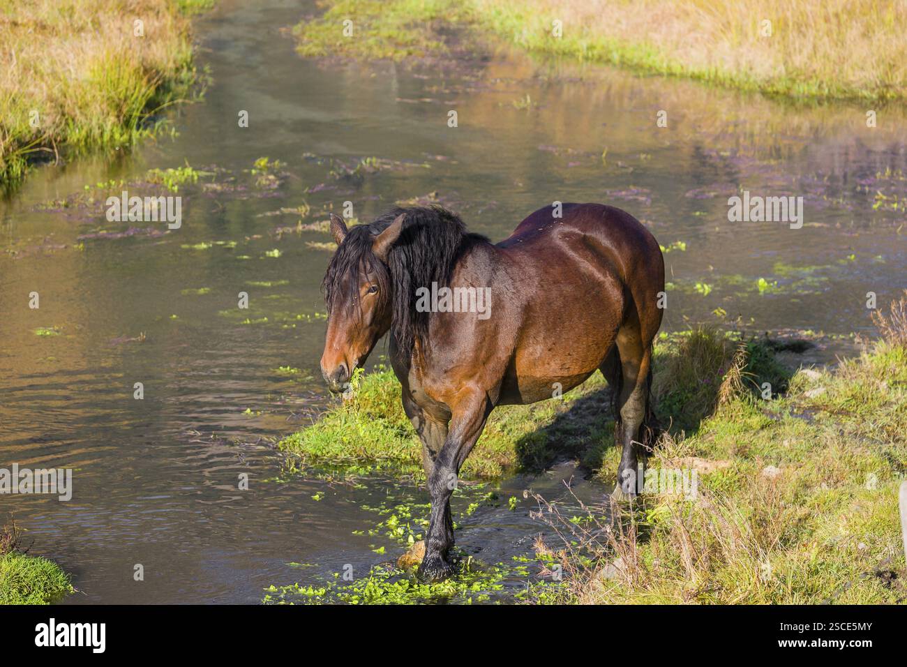 Un cavallo pesante di razza mista sorge nell'acqua di un piccolo stagno e gode della sua vita in una giornata di sole d'autunno Foto Stock