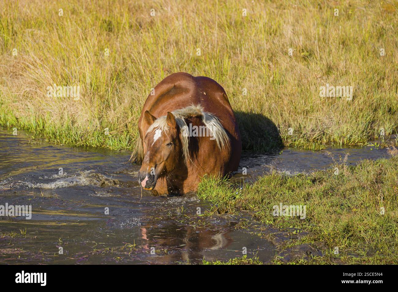 Un cavallo pesante di razza mista sorge nell'acqua di un piccolo stagno e gode della sua vita in una giornata di sole d'autunno Foto Stock