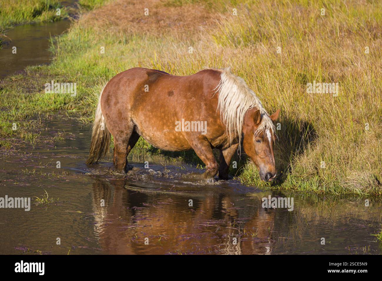 Un cavallo pesante di razza mista sorge nell'acqua di un piccolo stagno e gode della sua vita in una giornata di sole d'autunno Foto Stock