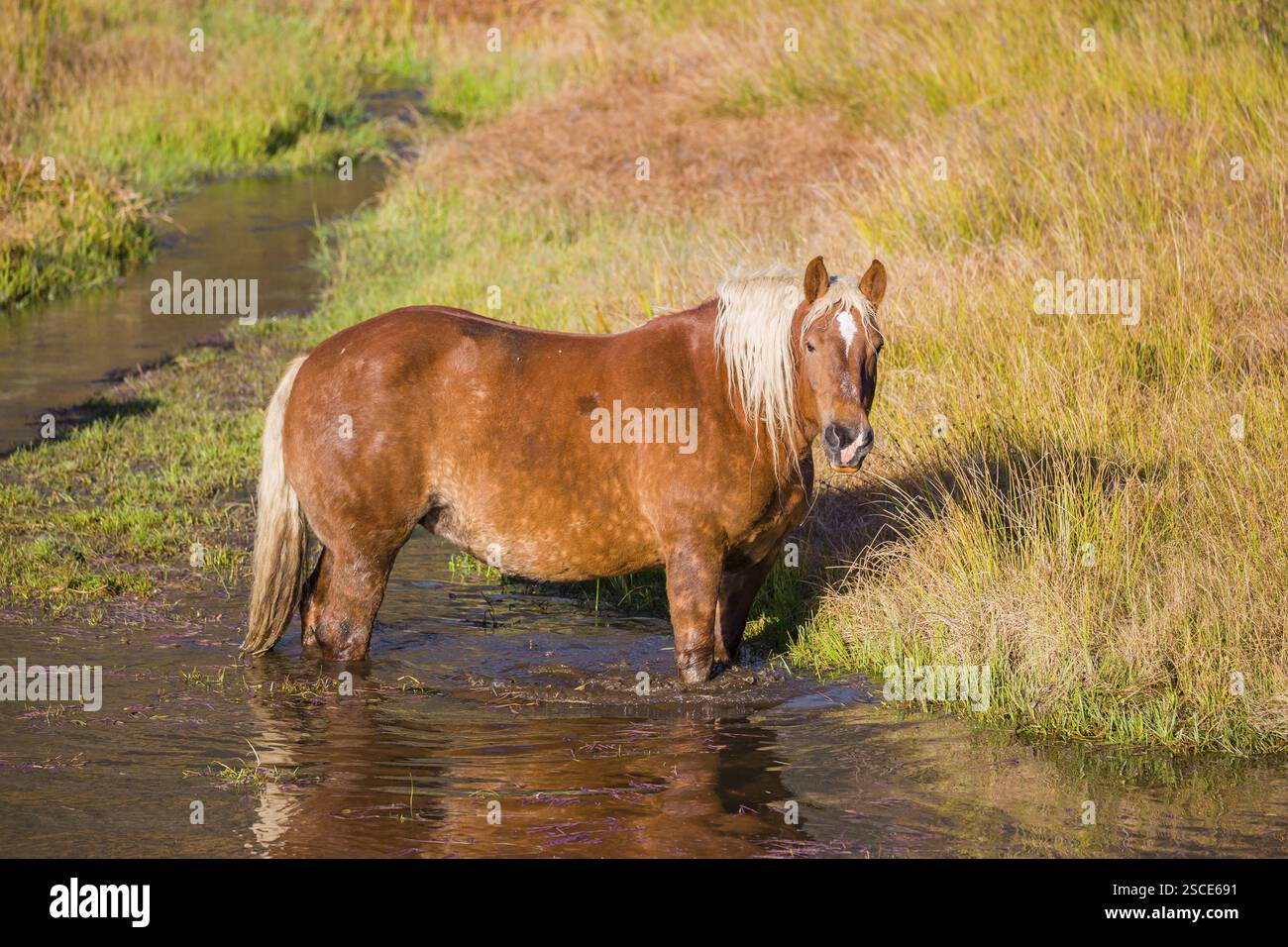 Un cavallo pesante di razza mista sorge nell'acqua di un piccolo stagno e gode della sua vita in una giornata di sole d'autunno Foto Stock
