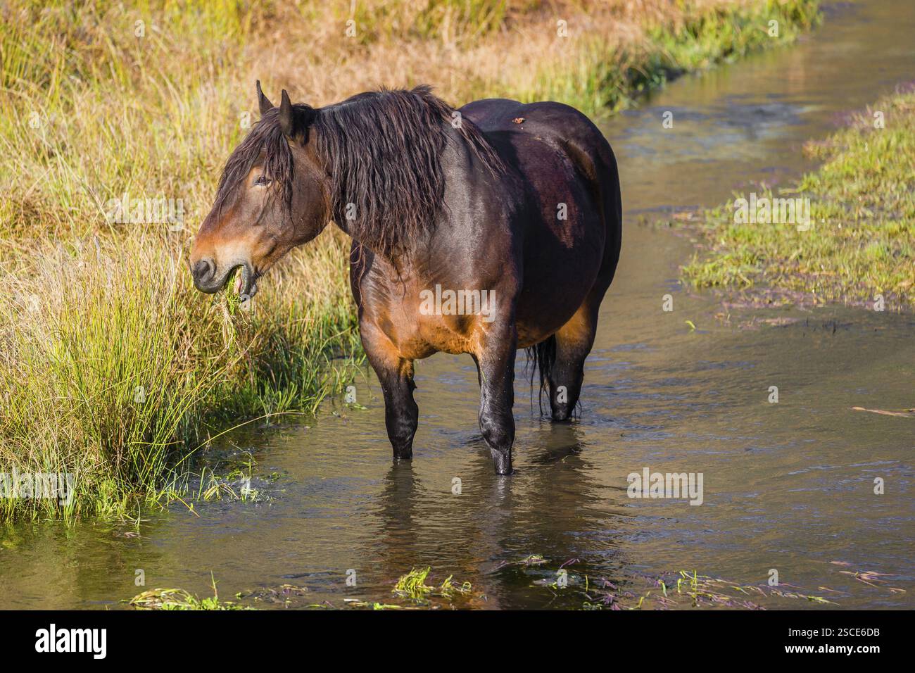 Un cavallo pesante di razza mista sorge nell'acqua di un piccolo stagno e gode della sua vita in una giornata di sole d'autunno Foto Stock