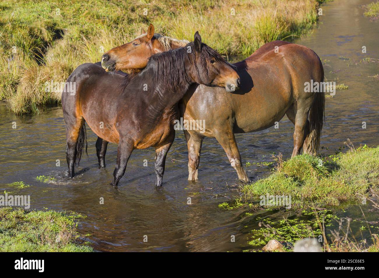 Due cavalli pesanti di razza mista si stagliano nell'acqua di un piccolo stagno e si godono la vita in una giornata d'autunno soleggiata Foto Stock