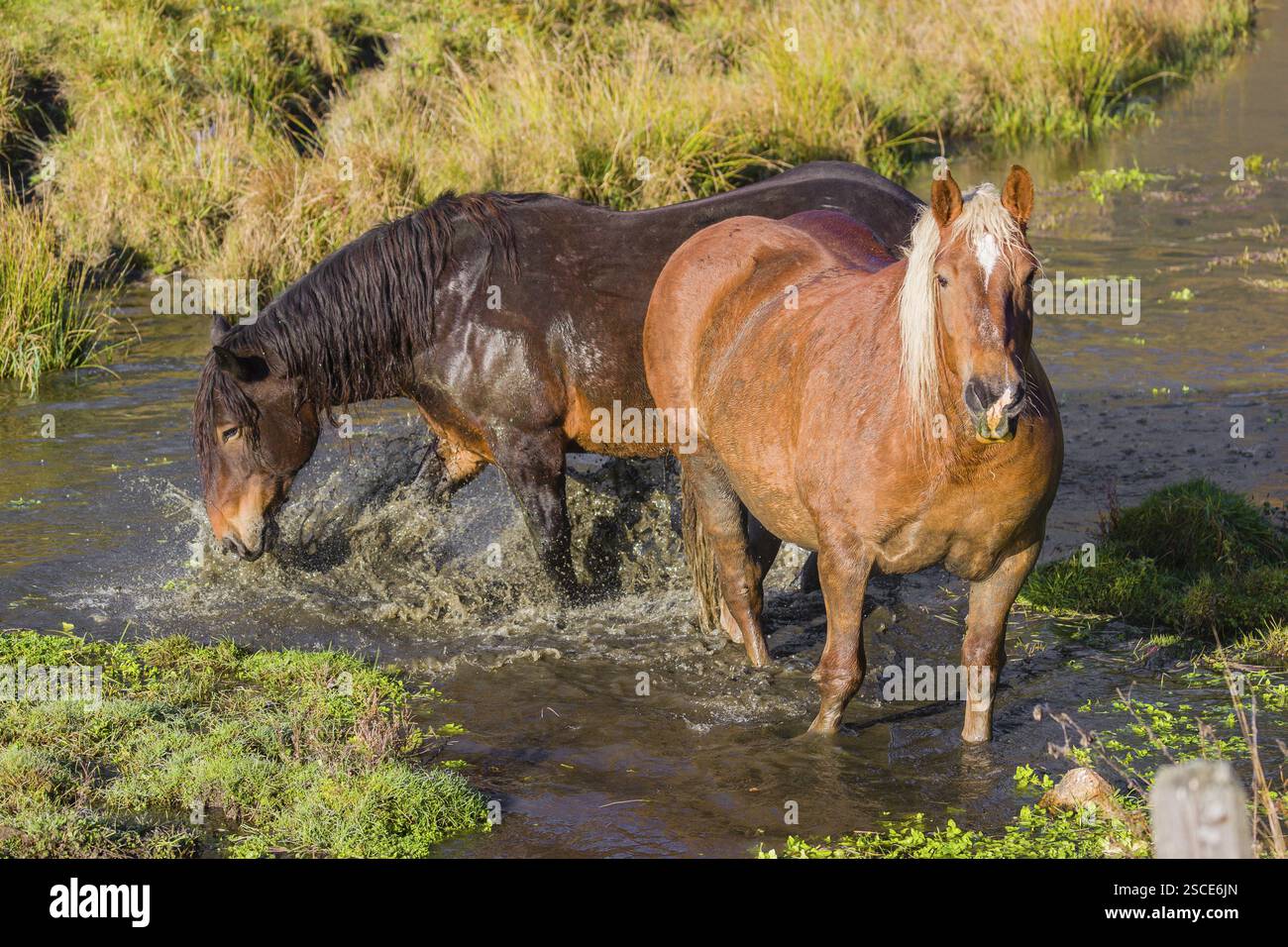 Due cavalli pesanti di razza mista si stagliano nell'acqua di un piccolo stagno e si godono la vita in una giornata d'autunno soleggiata Foto Stock