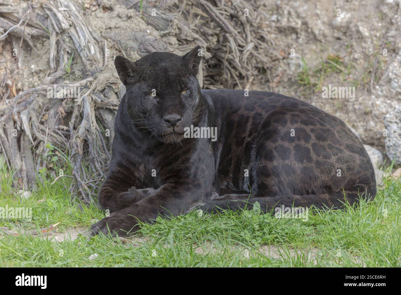 Un giaguaro melanistico o pantera nera (Panthera onca) che riposa sull'erba verde. Terreno secco sullo sfondo Foto Stock