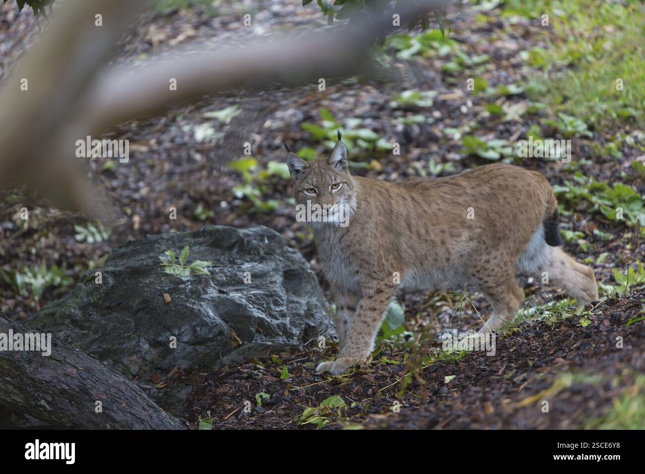 Eurasischer Luchs, Nordluchs, (Lynx Lynx), lince eurasiatica, http://www.peterweimann.de eurasiatica, Europa, Europa, Germania, Luchs, Sommer, animale, arcti Foto Stock