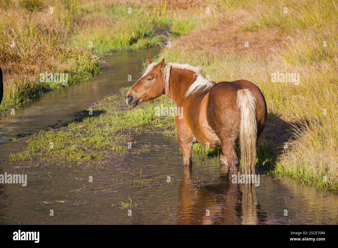Un cavallo pesante di razza mista sorge nell'acqua di un piccolo stagno e gode della sua vita in una giornata di sole d'autunno Foto Stock