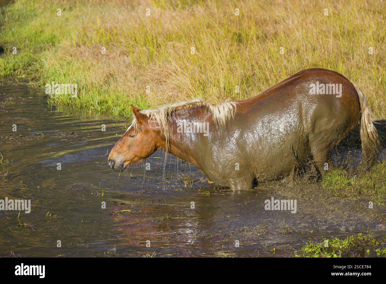 Un cavallo pesante di razza mista sorge nell'acqua di un piccolo stagno e gode della sua vita in una giornata di sole d'autunno Foto Stock