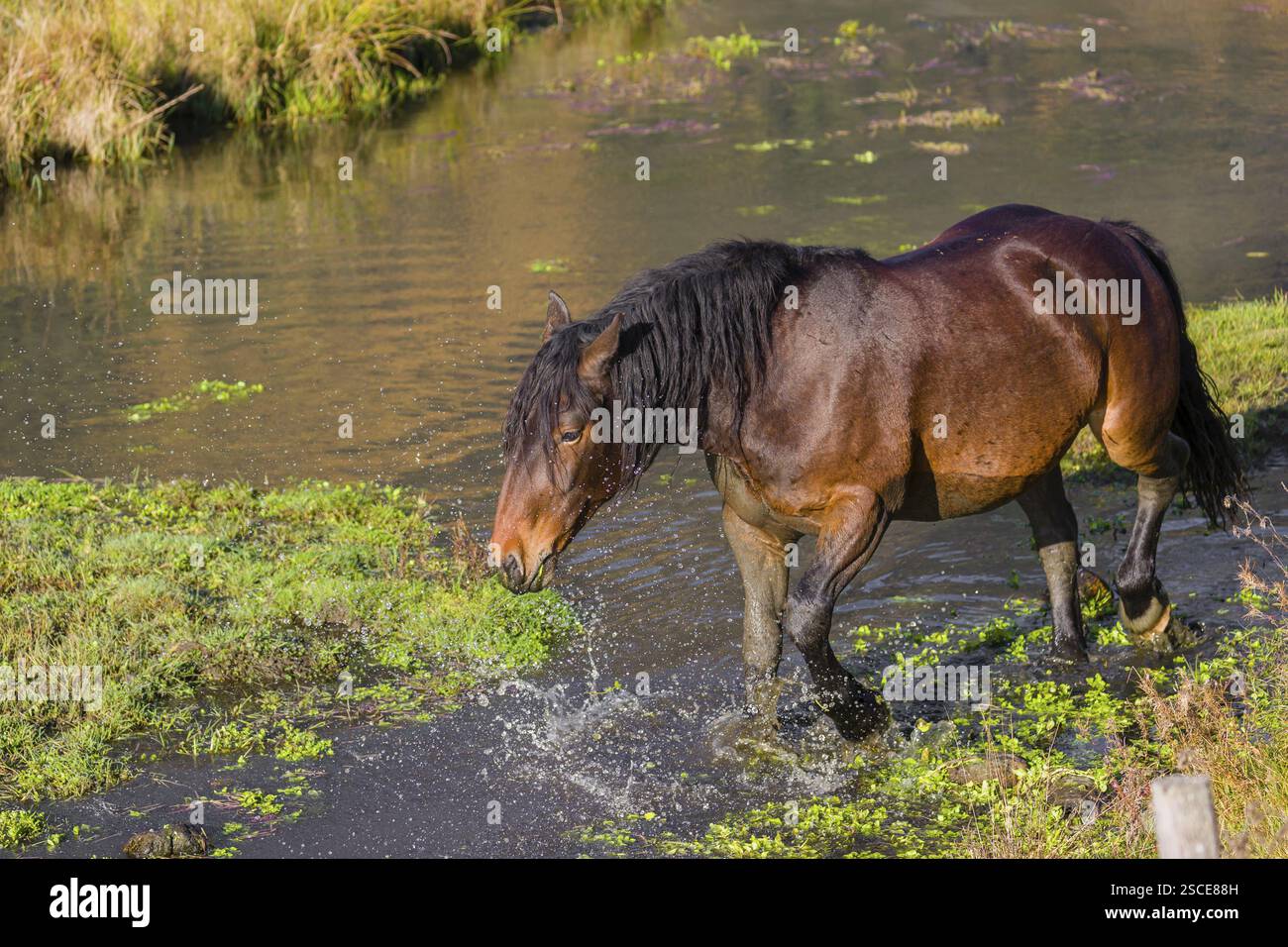 Un cavallo pesante di razza mista sorge nell'acqua di un piccolo stagno e gode della sua vita in una giornata di sole d'autunno Foto Stock