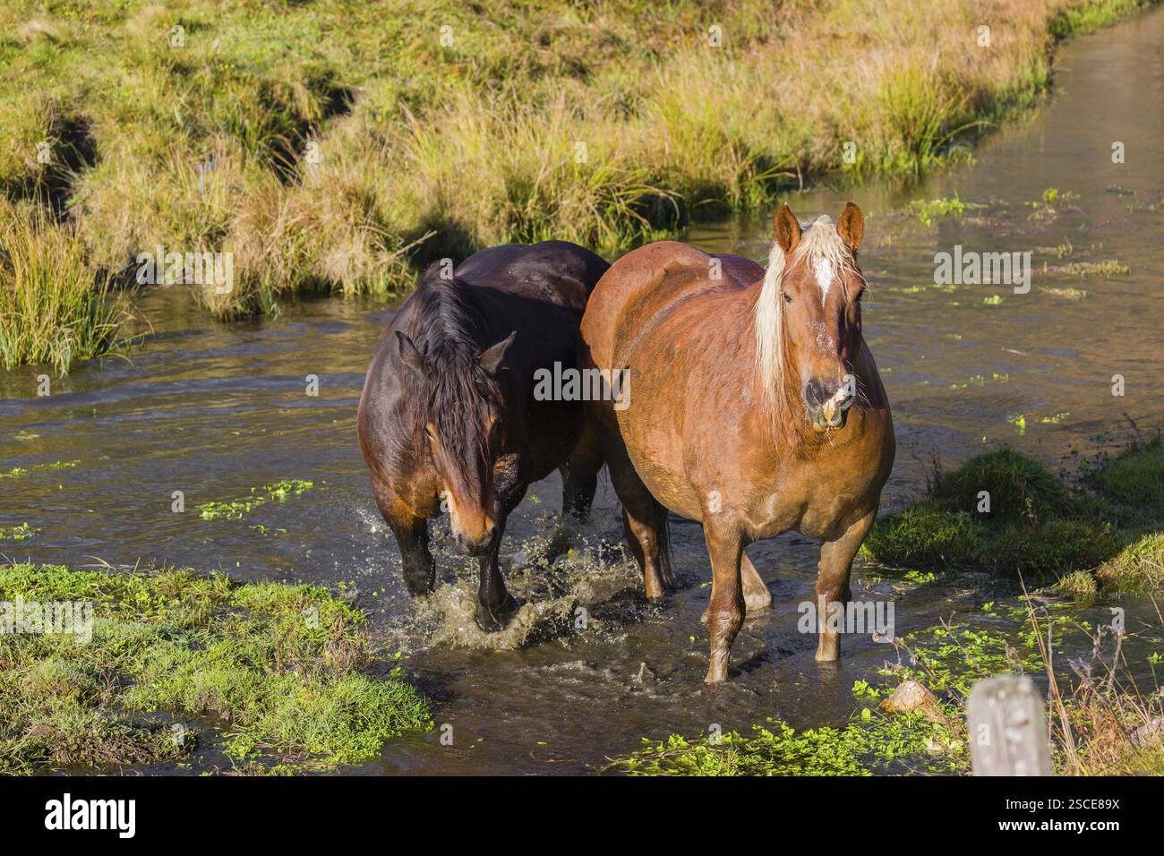 Due cavalli pesanti di razza mista si stagliano nell'acqua di un piccolo stagno e si godono la vita in una giornata d'autunno soleggiata Foto Stock