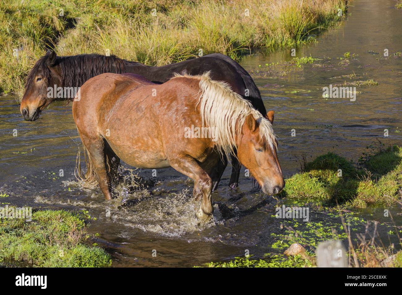 Due cavalli pesanti di razza mista si stagliano nell'acqua di un piccolo stagno e si godono la vita in una giornata d'autunno soleggiata Foto Stock
