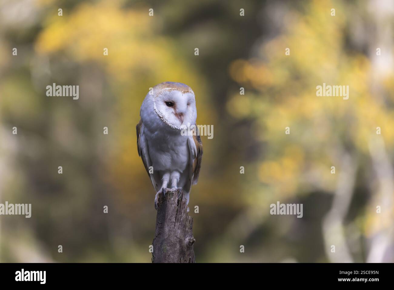 Un gufo di stalla (Tyto alba) seduto in cima ad un ceppo d'albero. Alberi dai colori autunnali sullo sfondo lontano Foto Stock
