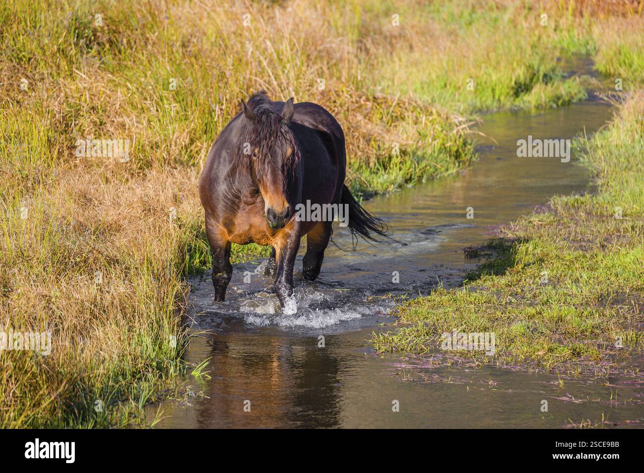 Un cavallo pesante di razza mista sorge nell'acqua di un piccolo stagno e gode della sua vita in una giornata di sole d'autunno Foto Stock