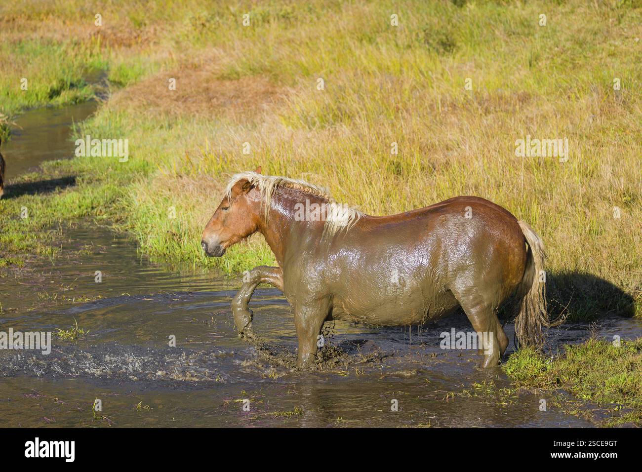 Un cavallo pesante di razza mista sorge nell'acqua di un piccolo stagno e gode della sua vita in una giornata di sole d'autunno Foto Stock