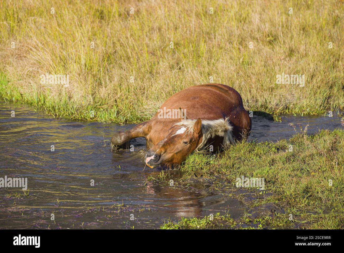 Un cavallo pesante di razza mista sorge nell'acqua di un piccolo stagno e gode della sua vita in una giornata di sole d'autunno Foto Stock