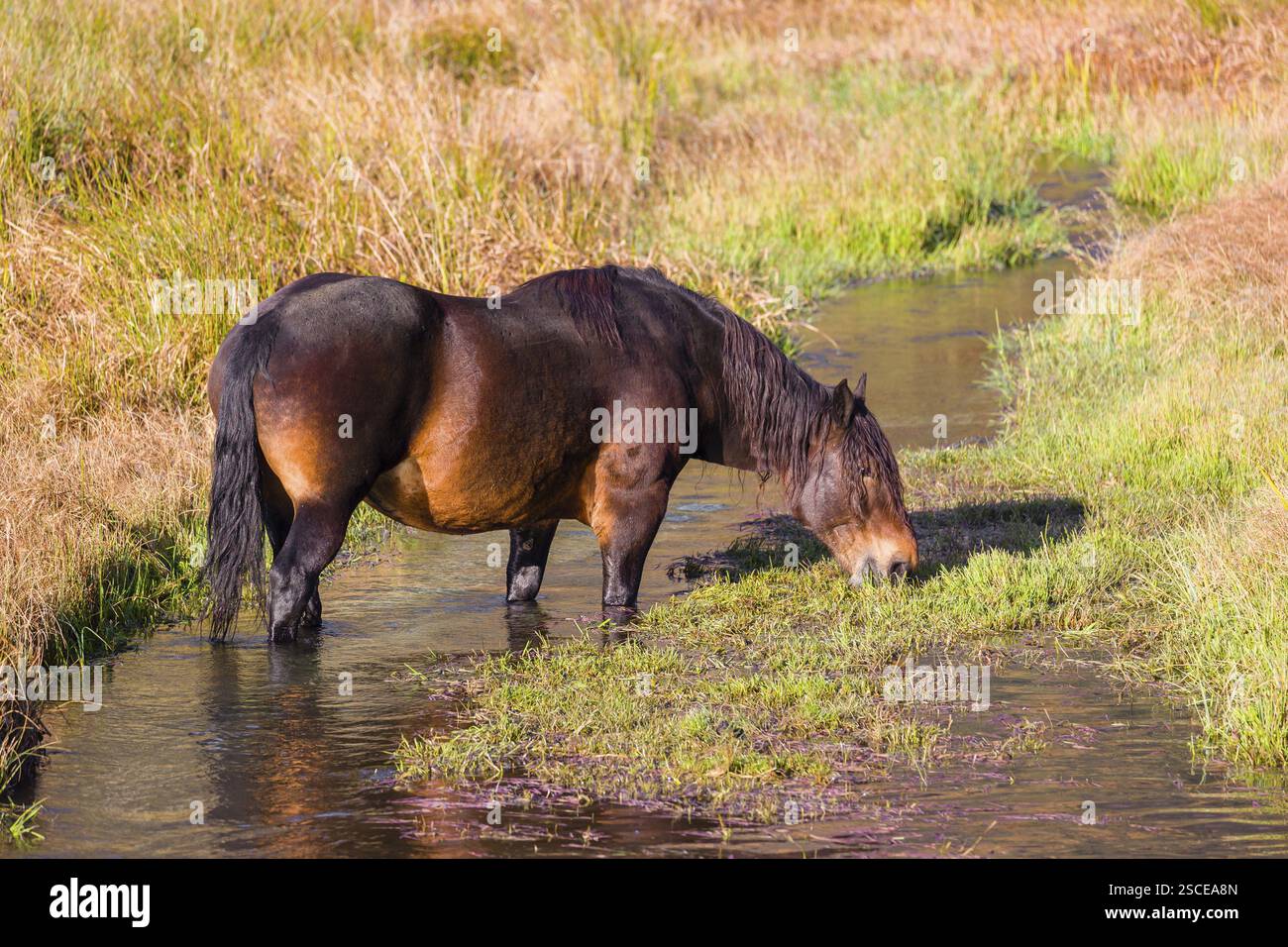 Un cavallo pesante di razza mista sorge nell'acqua di un piccolo stagno e gode della sua vita in una giornata di sole d'autunno Foto Stock
