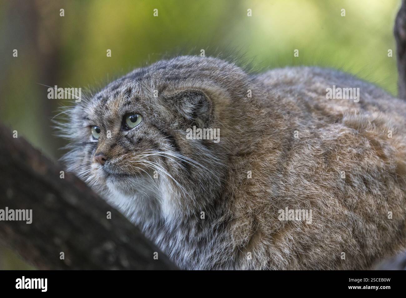 Ritratto di un gatto di Pallade (Otocolobus manul) o manul. Specie vicine minacciate sulla Lista Rossa IUCN dal 2002 Foto Stock