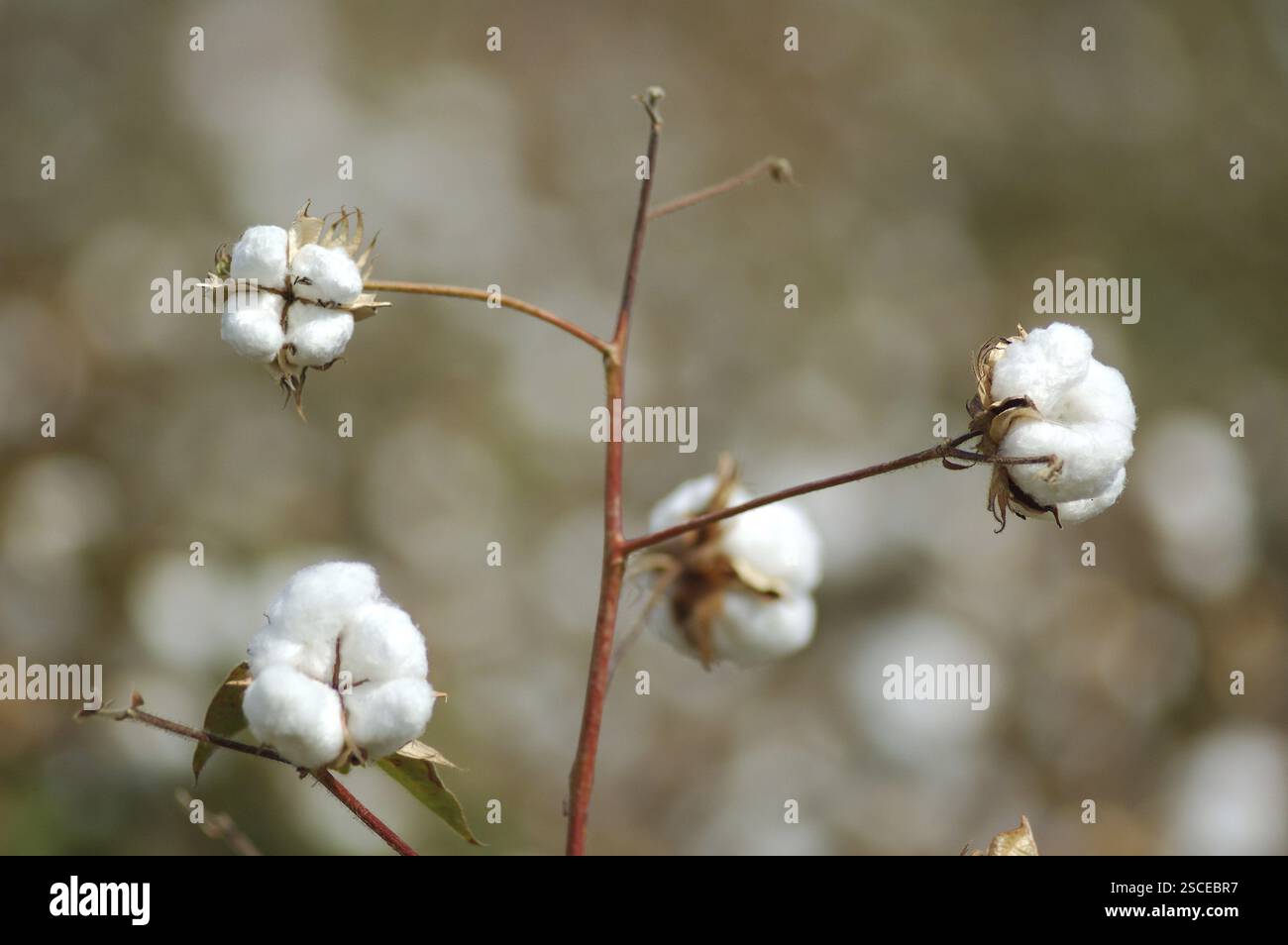 Campo di cotone, cotone boll burst Gossypium herbaceum pronto per la raccolta, Gujarat, India, Asia Foto Stock