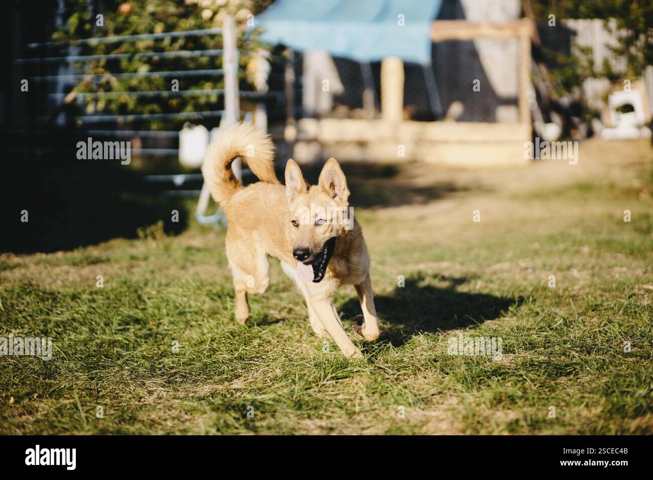 Un cane abbronzato che corre gioiosamente in un campo soleggiato, creando un'atmosfera giocosa Foto Stock