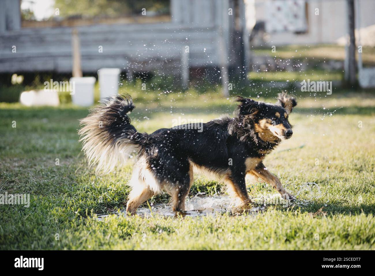 Un cane che si diverte a spruzzare acqua sull'erba, creando un'atmosfera giocosa Foto Stock