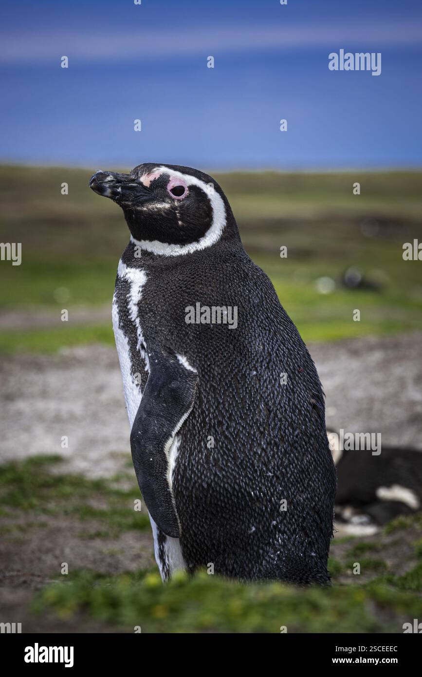 Pinguino di Magellano (Sphreniscus magellanicus) in piedi di fronte al suo rifugio nidificante, Pebble Island, Falkland Islands, Gran Bretagna, South Atlantic Oce Foto Stock