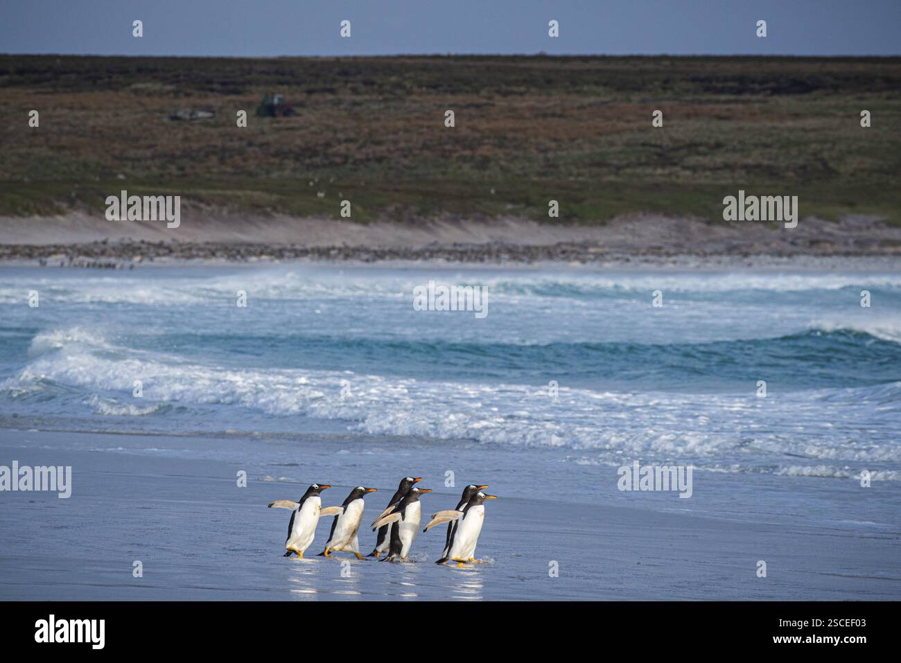 Un gruppo di pinguini gentoo (Pygoscelis papua) entra in acqua su una spiaggia, Isole Falkland, Gran Bretagna, Atlantico meridionale, Sud America Foto Stock