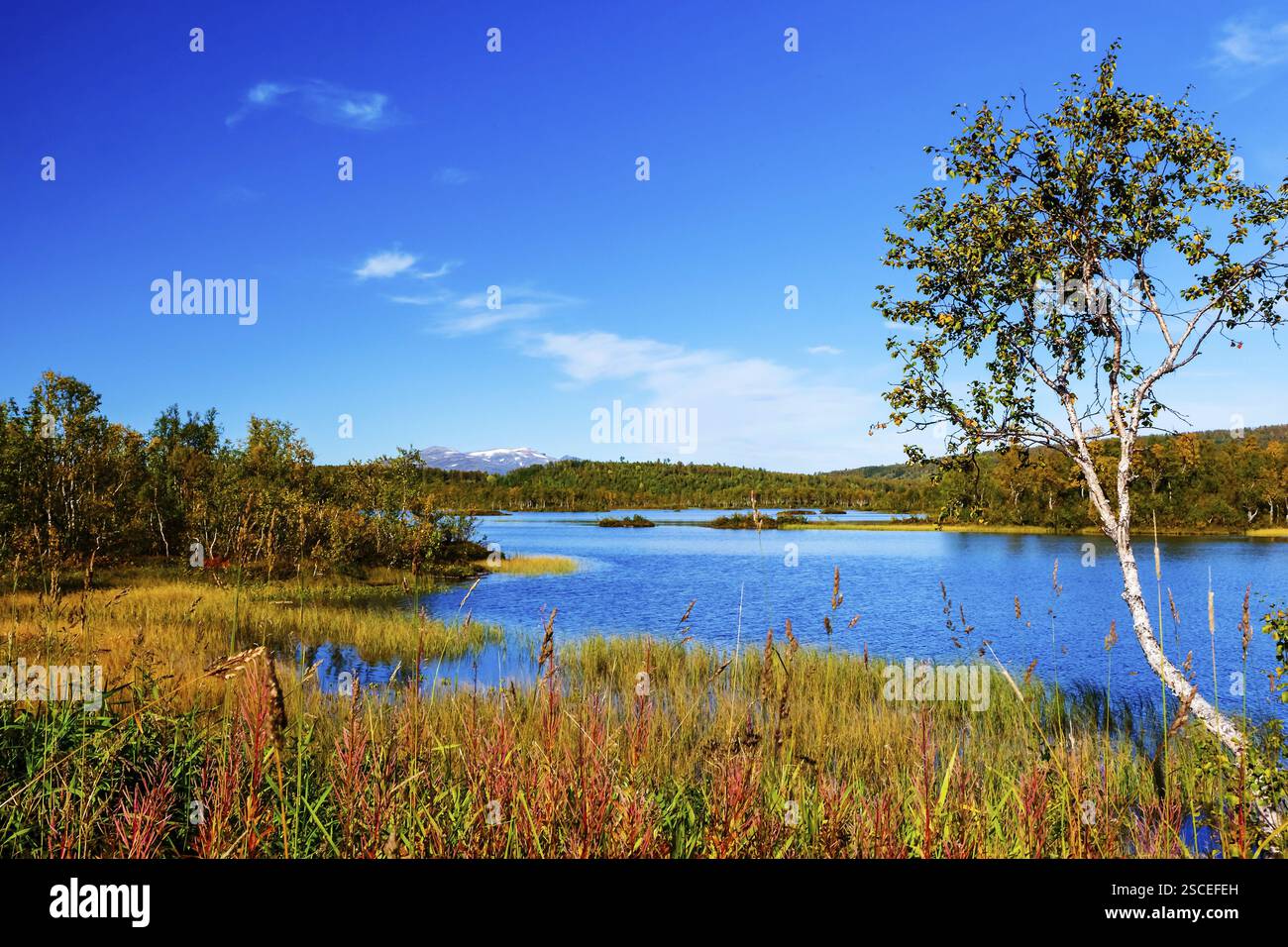 Norvegia, isola di Senja, paesaggio lacustre nel sud dell'isola, alberi, betulle, betulle, paesaggio, cielo blu, vacanze, Norvegia, Europa Foto Stock