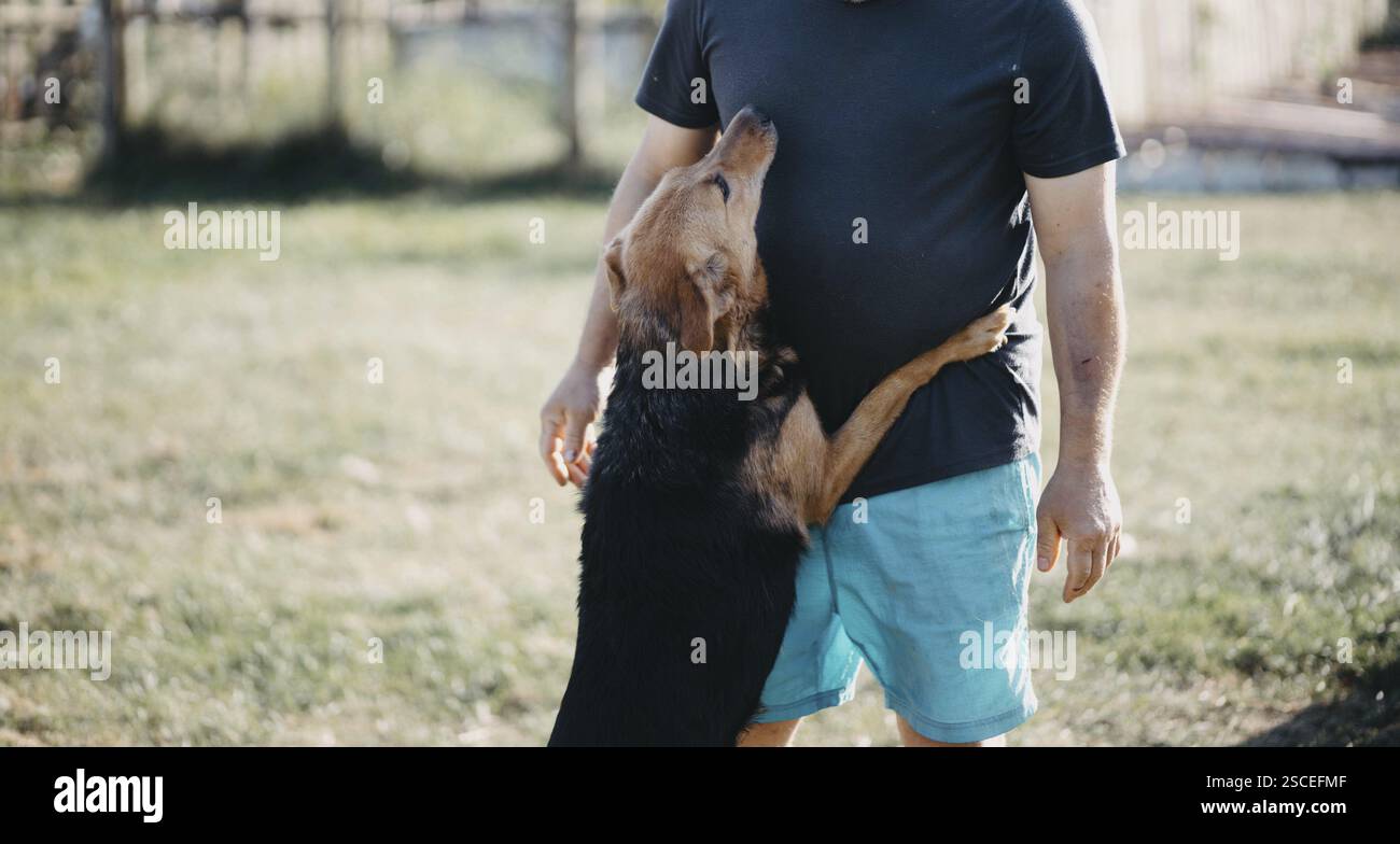Un cane sta in piedi e abbraccia una persona che indossa pantaloncini corti in un giardino soleggiato Foto Stock