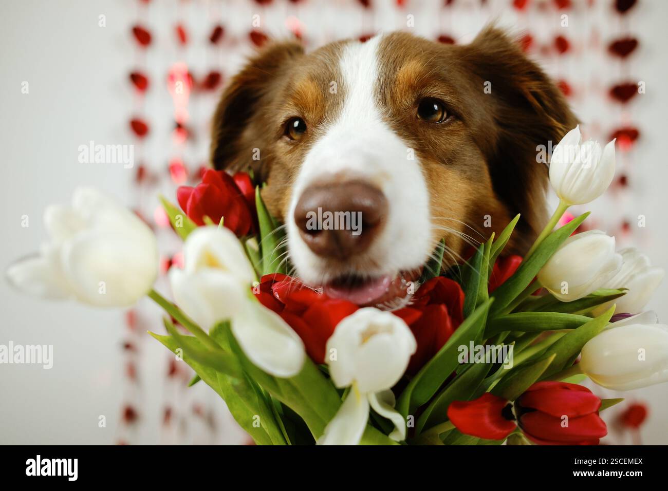 Concetto di buon San Valentino. Divertente cane australiano - pastore australiano marrone al coperto con bouquet di fiori di tulipani primaverili su bianco con cuori rossi lucenti. Foto Stock