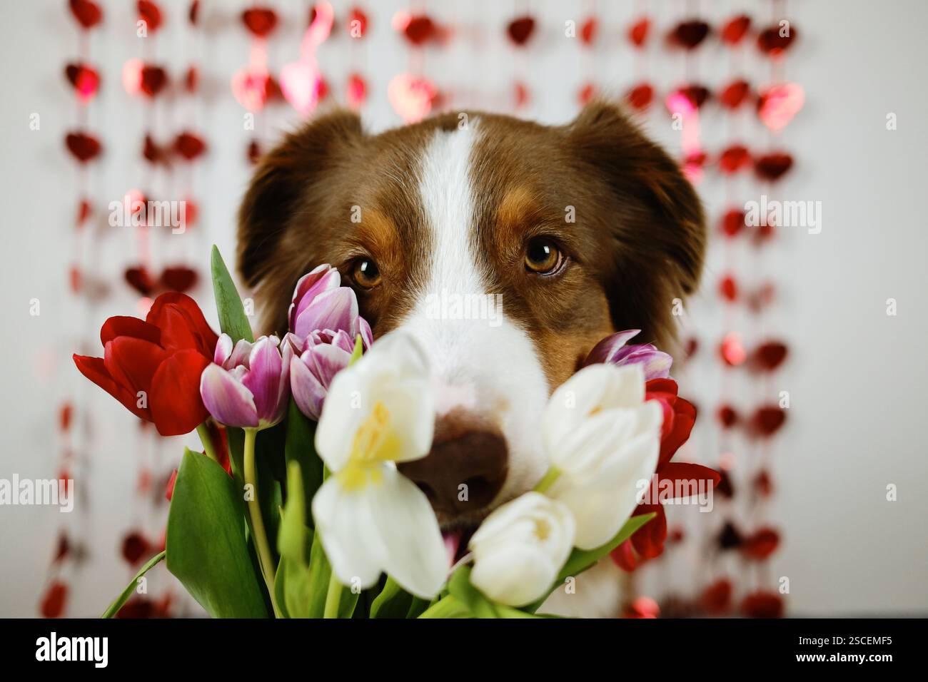 Concetto di buon San Valentino. Divertente cane australiano - pastore australiano marrone al coperto con bouquet di fiori di tulipani primaverili su bianco con cuori rossi lucenti. Foto Stock