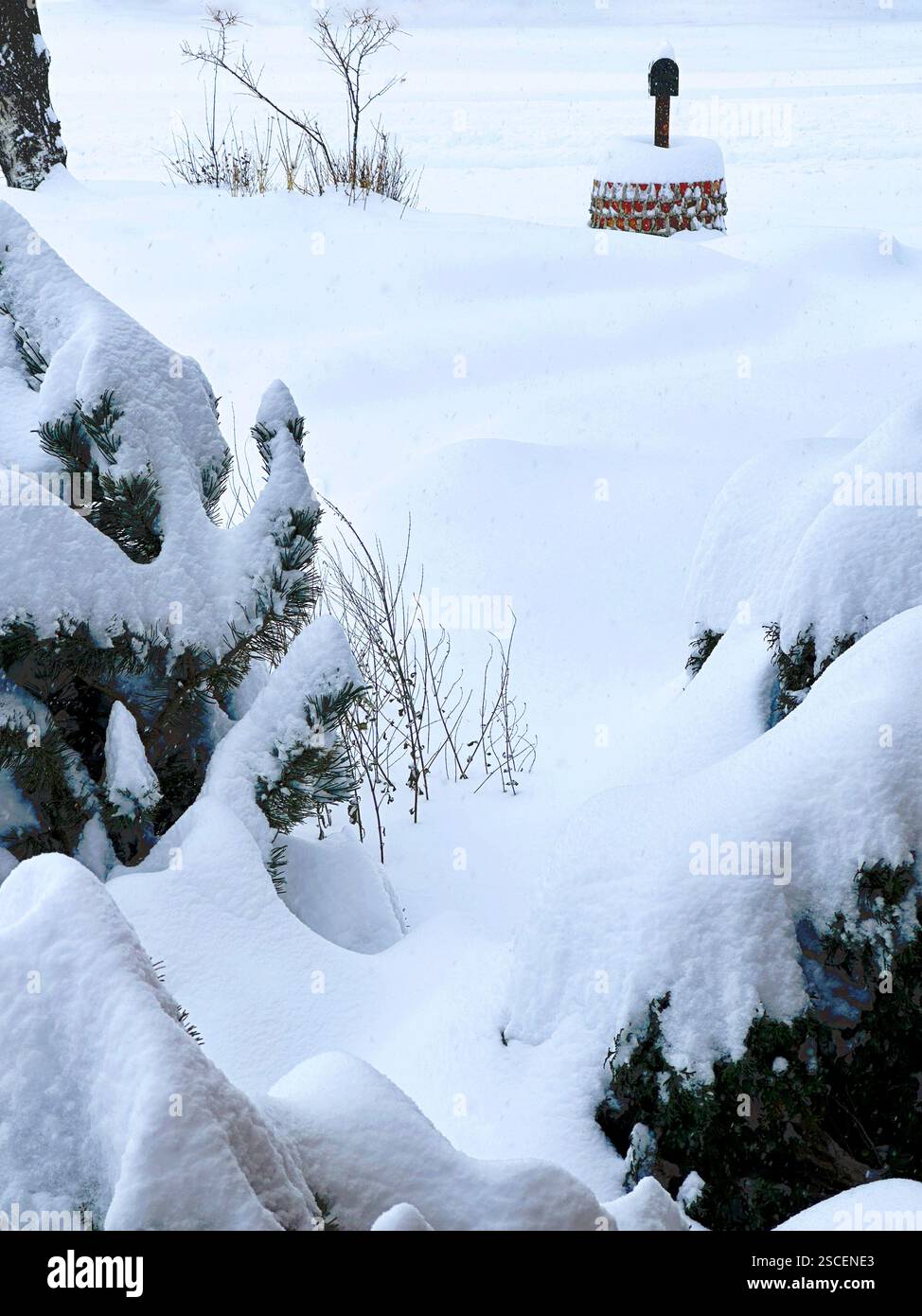 Le nevicate fresche portano alla cassetta postale di Cody, Wyoming. Pini e cespugli in primo piano fanno da cornice al paesaggio di neve bianca di febbraio. Foto Stock