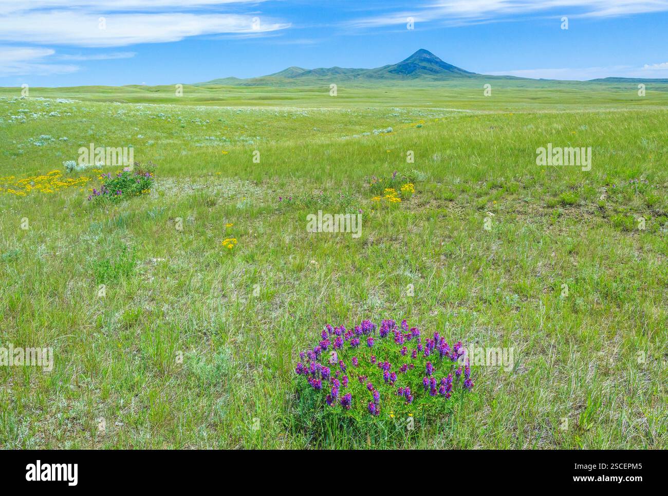 Fiori selvaggi nella prateria sotto oro butte nelle dolci colline di erba vicino whitlash, montana Foto Stock