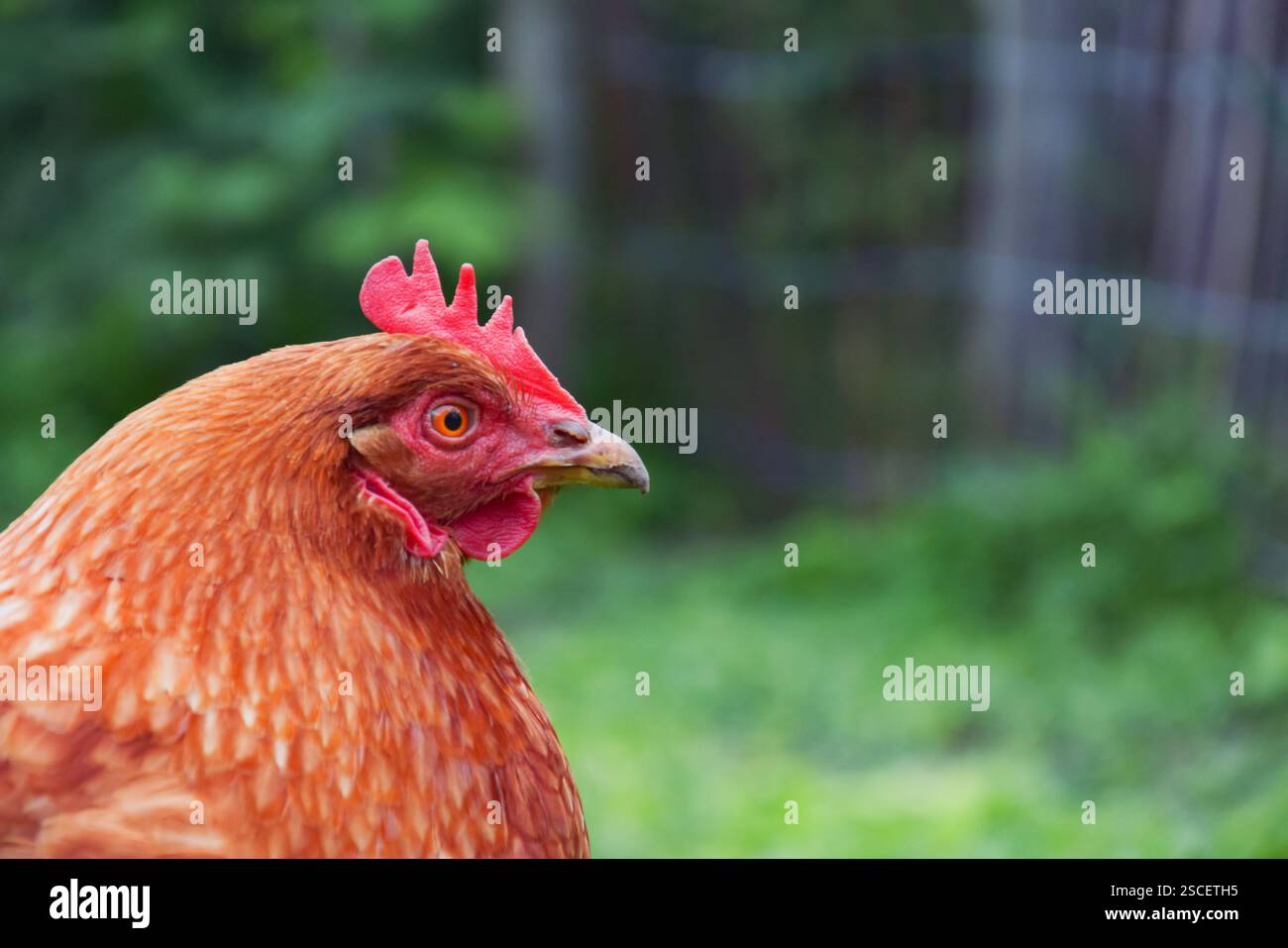 Testa di gallina da vicino in natura. Foto Stock
