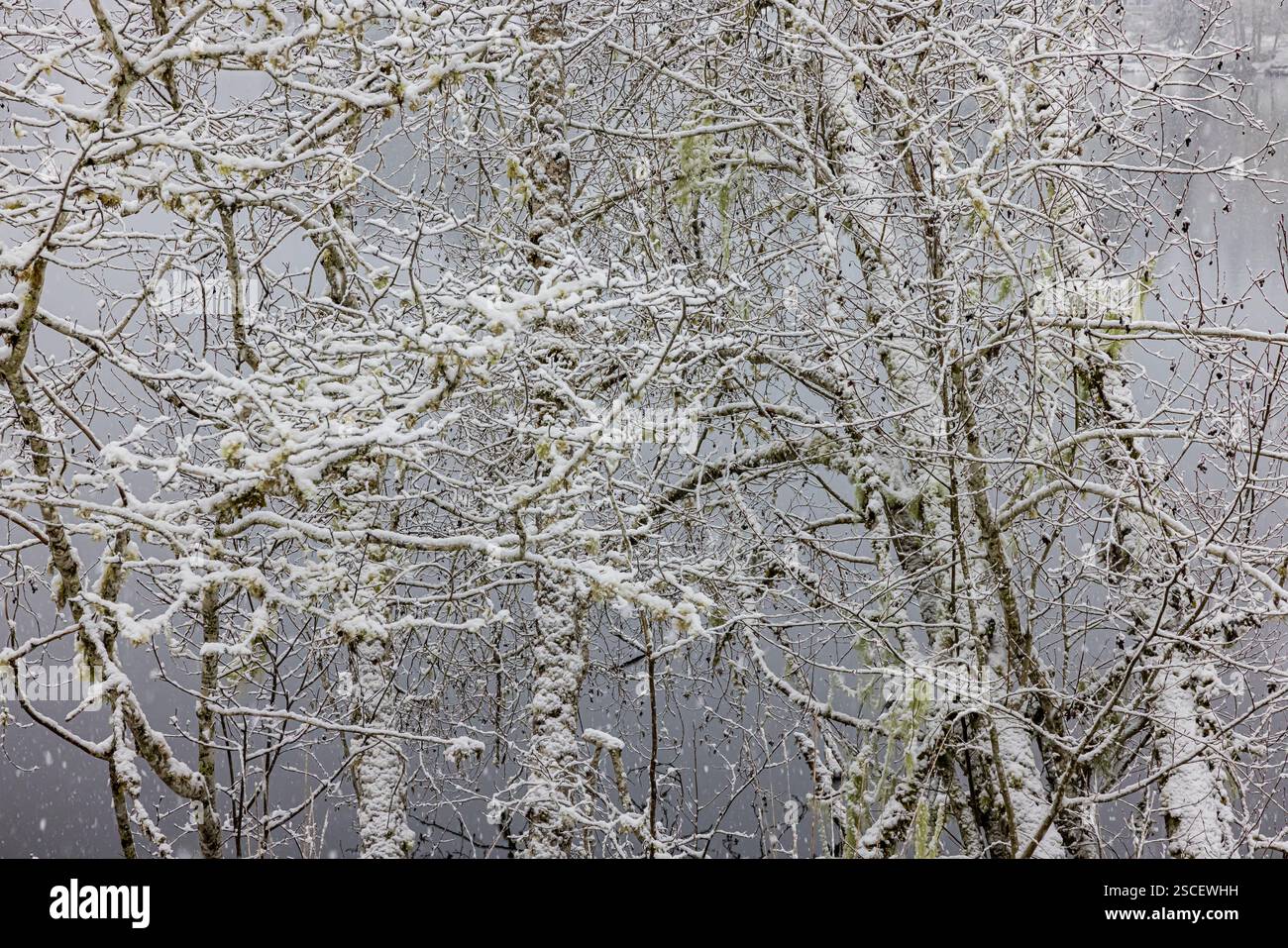 Red Alder, Alnus rubra, con neve aggrappata ai ramoscelli della penisola olimpica, Washington State, USA Foto Stock