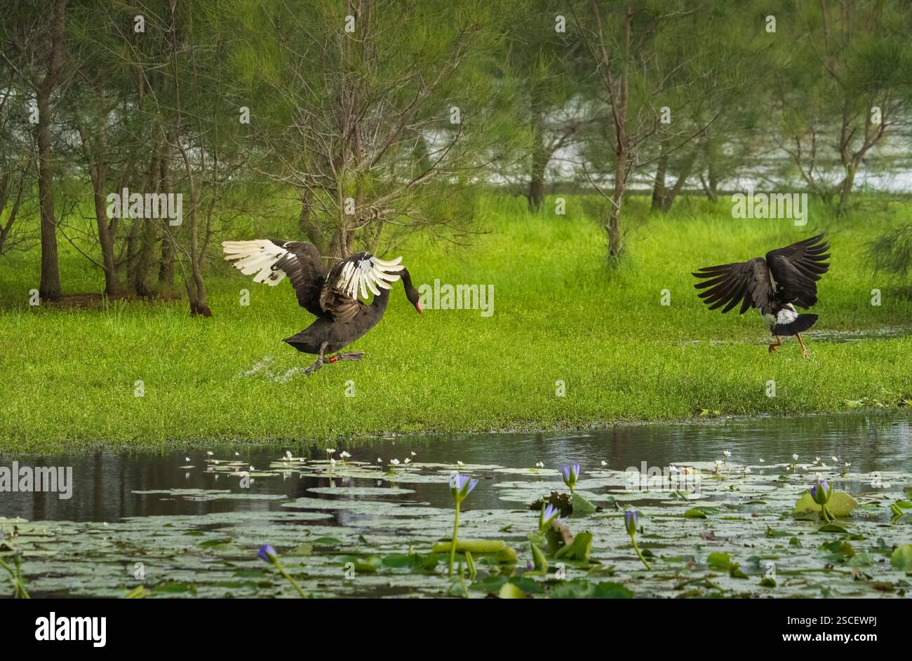 Cigno nero, Cygnus atratus che mostra un comportamento aggressivo verso l'uccello d'oca Magpie che protegge il suo nido e il suo territorio, Gold Coast , Australia. Foto Stock