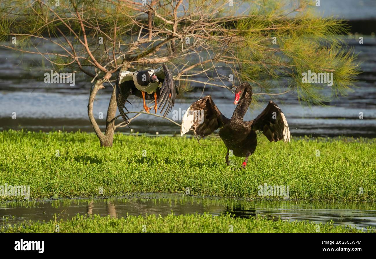 Cigno nero, Cygnus atratus che mostra un comportamento aggressivo verso l'uccello d'oca Magpie che protegge il suo nido e il suo territorio, Gold Coast, Australia. Foto Stock